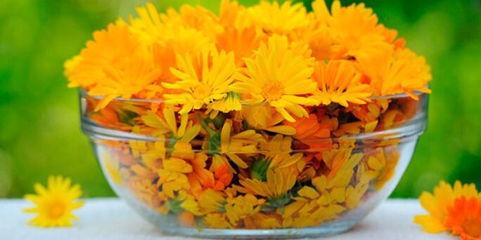 Calendula flowers to prepare antifungal infusions